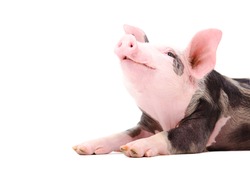 Portrait of a grunting piglet isolated on white background