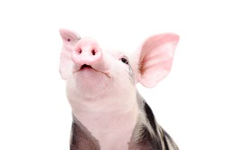 Portrait of a funny grunting pig, closeup, isolated on white background