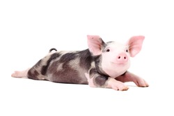 Portrait of a funny little pig, lying with legs outstretched, isolated on white background
