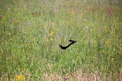 LONG-TAILED WIDOW BIRD FLYING OVER A GREEN GRASSLAND
