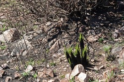 NEW YOUNG GREEN LEAVES ON BLACK STICK LILIES GROWING BETWEEN ROCKS ON A HILL IN SOUTH AFRICA IN SPRING