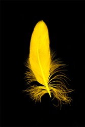 Yellow feather isolated on black background