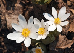 Patch of Bloodroot (Sanguinaria canadensis)