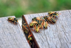 Group of wasps sitting on the deck