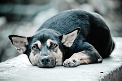 The stray dog resting on concrete wall