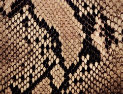 snake skin background

