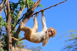 Rhesus macaque (Macaca mulatta) climbing tree near Galta Temple in Jaipur, India. The temple is famous for large troop of monkeys who live here.