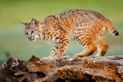 Bobcat (Lynx rufus) standing on a log