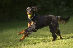 Gordon setter dog running with tennis ball in mouth.