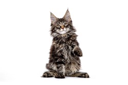 Maine Coon kitten isolated on white background