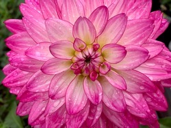 Pink Dahlia Flower in Bloom