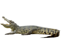 Crocodile isolated on white with clipping path  