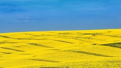 Ukrainian flag. Symbol of nature in Ukraine. Yellow field with flowering rapeseed and blue sky. The war with Russia in Eastern Europe