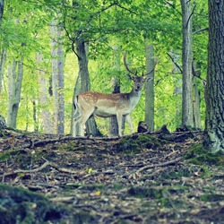 Fallow - fallow deer. (Dama dama )
Beautiful natural forest background with animals
