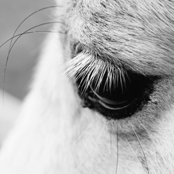 macro shot of a horse eye
