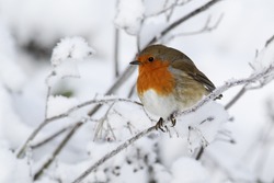 Robin, Erithacus rubecula, single bird in snow, West Midlands, December 2010