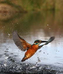 Kingfisher, Alcedo atthis, Diving for fish, Worcestershire, November 2009                 