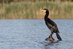 Great cormorant, Phalacrocorax carbo, single bird on post in water, Romania, June 2016