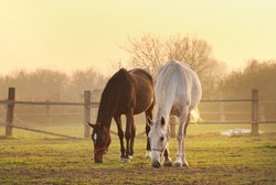 two horses on ranch