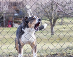 aggressive barking dog behind fence guarding garden