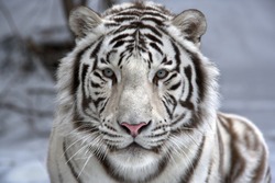 Face to face with white bengal tiger. Closeup portrait.