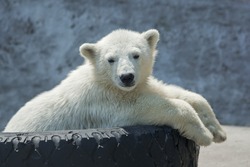 Polar bear cub on tire bed.
