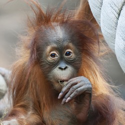 Tough thoughts of an orangutan baby. Wild beauty of young monkey. Cute face and excellent paw of a great ape cub