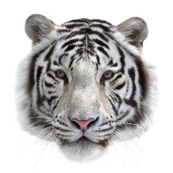 Face of a white bengal tiger, isolated on white background. Mask of the biggest cat. Wild beauty of the most dangerous and mighty beast.