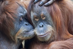 Wild tenderness among orangutan. Mother's kissing her adult daughter