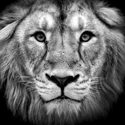 Black and white closeup portrait of an Asian lion. King of beasts. Wild beauty of the biggest cat. The most dangerous and mighty predator of the world