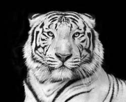 Black and white macro face portrait of white bengal tiger. The most dangerous beast shows his calm greatness. Wild beauty of a severe big cat. 