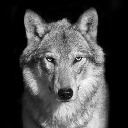 Black and white close up portrait of grey wolf female. Square image. Beautiful and dangerous beast of the forest.