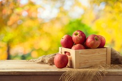 Red apples in wooden box on table. Autumn and fall harvest background
