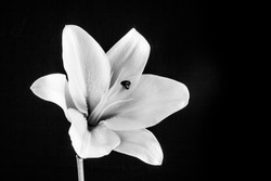 Beautiful white lily on black background in black and white with copy space, monochrome, botanical wallpaper