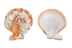 Seashell back front isolated on white background