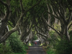 Forest and road in ireland. Travel and adventure. Landscape with alley trees. Dark Hedges.