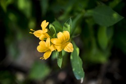 Yellow Allamanda cathartica flower in the forest4