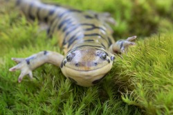 Smiling Tiger Salamander 