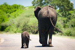 baby elephant and it's mama walking in sync