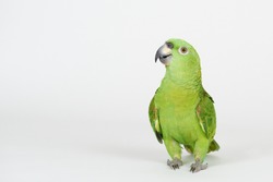 Funny green parrot stand on white studio background