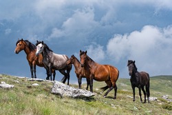 Wild horses on the top of Mount Voras in Macedonia, Greece