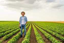 Happy farmer is standing in his growing  soybean field.