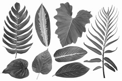 Black and white images of tropical leaves