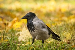 Single crow bird on sunny autumn day nature background