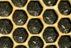 Close up of Honey Bee Eggs