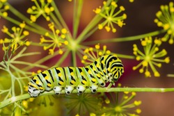 Black Swallowtail Caterpillar (Papilio polyxenes)