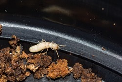 Eastern Subterranean Termite - Reticulitermes flavipes