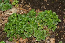 Ground Ivy - Glechoma hederacea