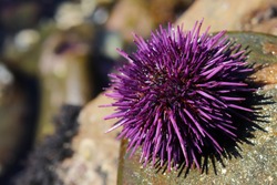Purple sea urchin, Strongylocentrotus purpuratus, in rocky intertidal zone along the eastern edge of the Pacific Ocean from Mexico to Canada. 