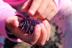 Child holding purple sea urchin (Strongylocentrotus purpuratus) in their hand from tide pool exploration of Pacific Ocean coastline, near Big Sur and Monterey, California